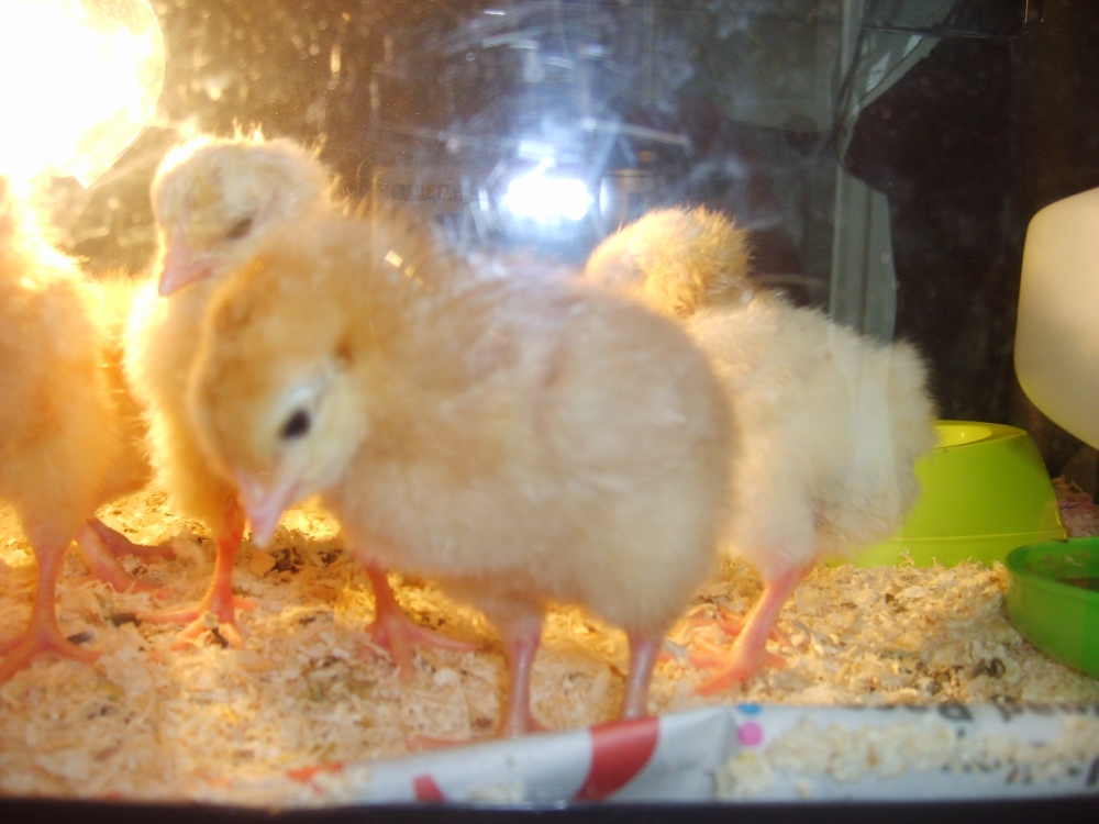 Hatching Chicks at Busy Bees Childrens Nursery in Colchester