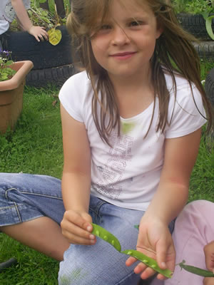 Little girl holding a pea pod amd peas whilst at nursery in preston