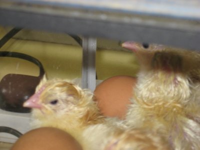 The â€˜Living Eggsâ€™ Experience
