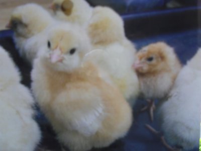 Living Eggs Programme