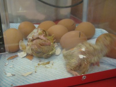 Chicks in Nursery