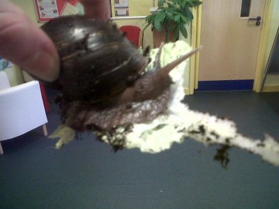 Welcome to our new pet GARY