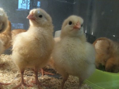 Living Eggs at Busy Bees in Braintree