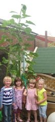 We have grown Magic Beans!!