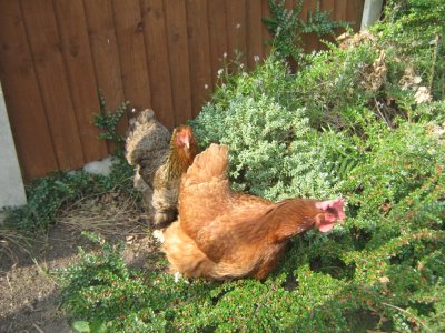 Chick, chick, chicken!!!