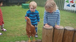 Easter Chicks turn into Summer Hens!!!