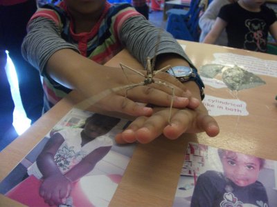 See our stick insects
