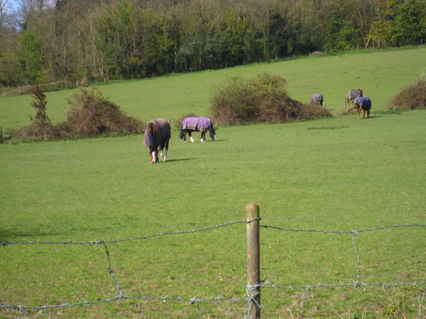 Golden mile walk Photo-4