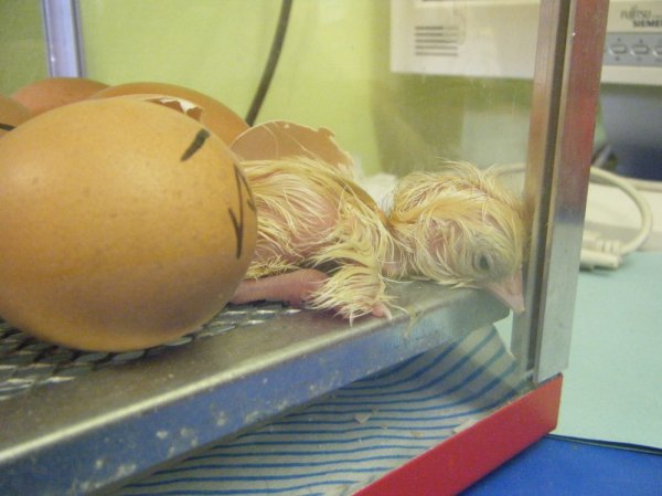 Our Chick Experience Photo-2