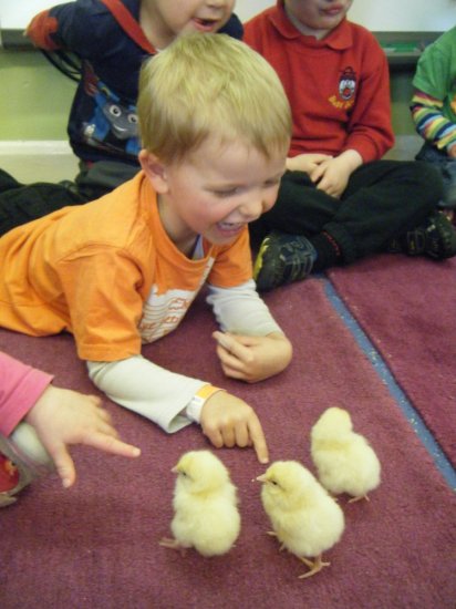 Our Chick Experience Photo-4