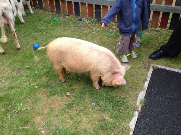 DIAMOND JUBILEE Photo-1