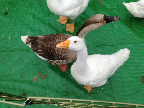 DIAMOND JUBILEE Photo-2