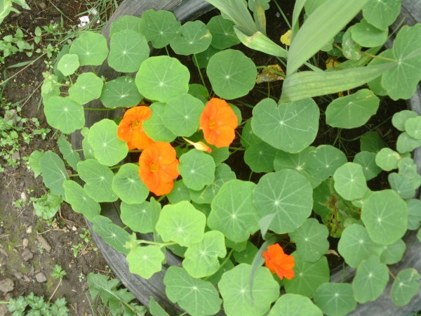 Look at all our plants and vegtables Photo-1