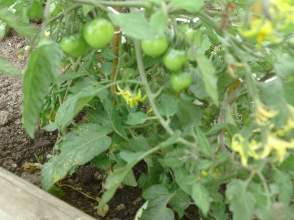 Look at all our plants and vegtables Photo-3