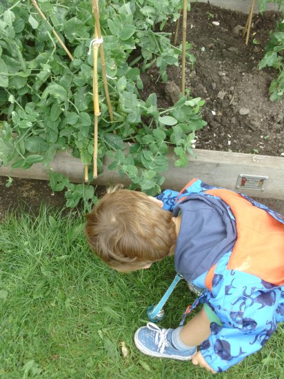 Look at all our plants and vegtables Photo-5