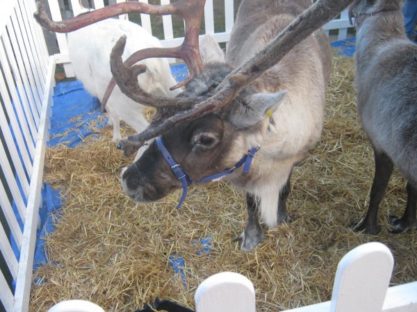 Christmas Fayre - 11:30AM-2PM Photo-3
