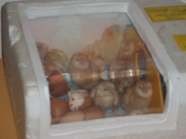 Easter chicks!!!! Photo-1