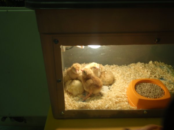 Easter chicks!!!! Photo-2