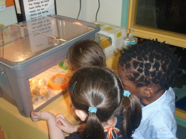 Easter chicks!!!! Photo-3