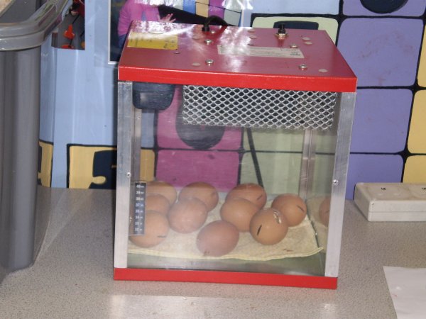 Chicks come to nursery!!! Photo-1
