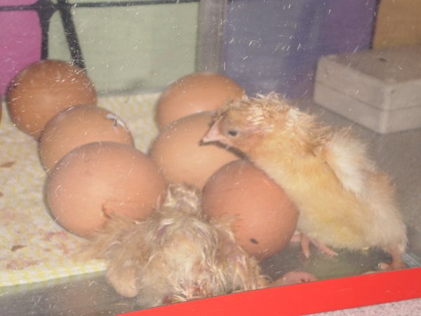 Chicks come to nursery!!! Photo-2