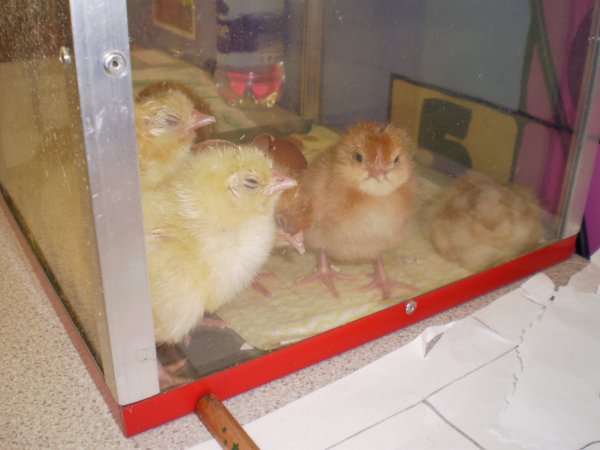 Chicks come to nursery!!! Photo-3