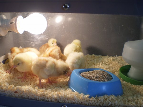 Chicks come to nursery!!! Photo-4