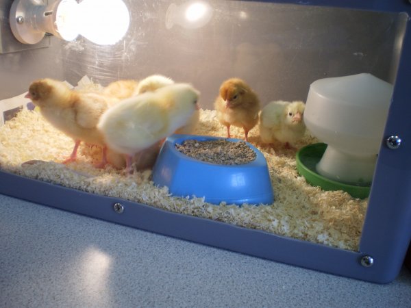 Chicks come to nursery!!! Photo-5