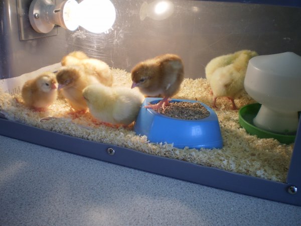 Chicks come to nursery!!! Photo-6