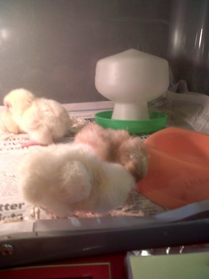 Chick's have arrived Photo-2