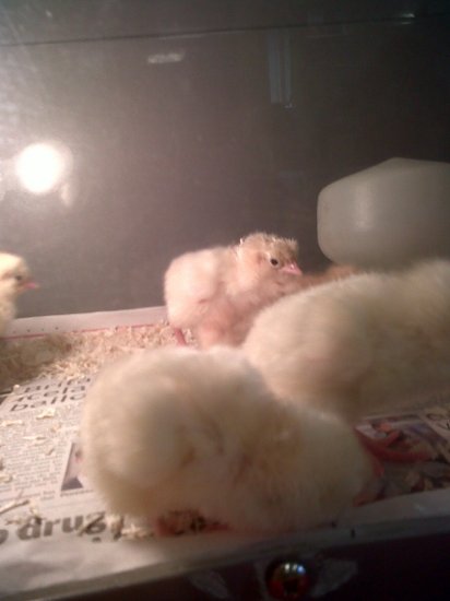Chick's have arrived Photo-3