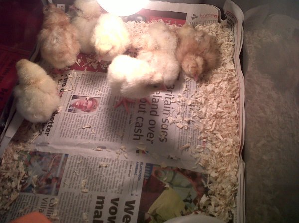 Chick's have arrived Photo-4