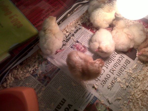 Chick's have arrived Photo-5