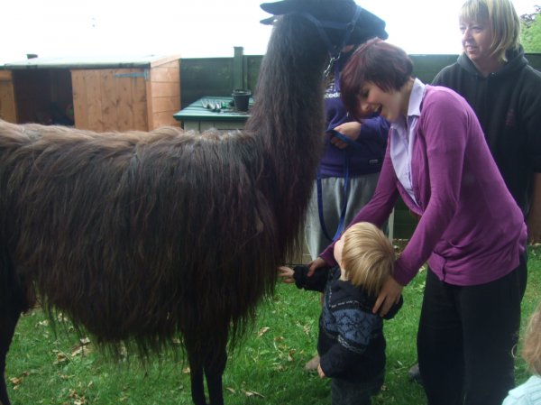 Llama's come to visit Photo-1