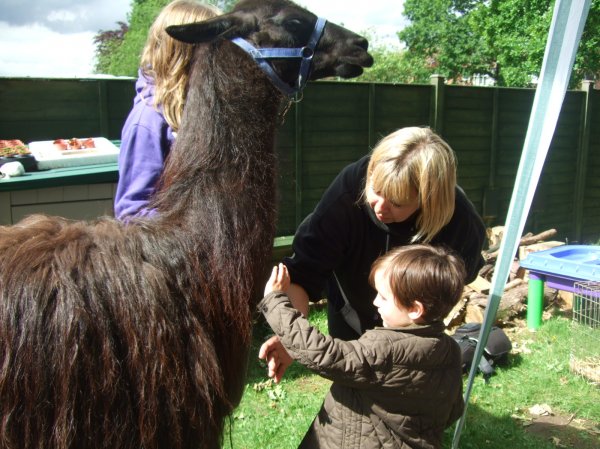Llama's come to visit Photo-2