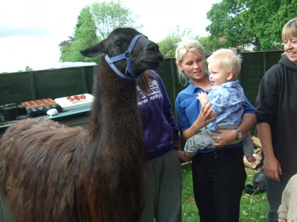 Llama's come to visit Photo-3