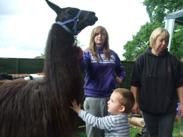 Llama's come to visit Photo-4