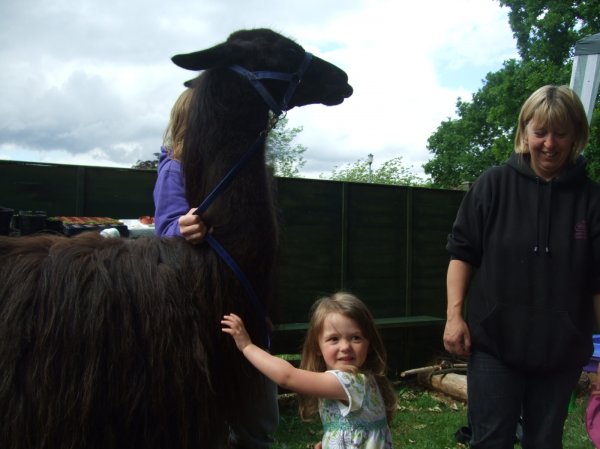 Llama's come to visit Photo-6