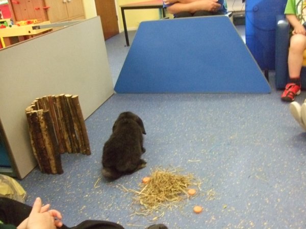 Pets at home come to visit the Photo-1