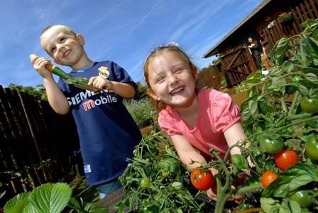 Grow your own at Home! Photo-1