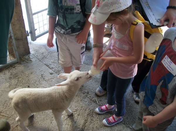 Children Visit Wild Boar Park Photo-1