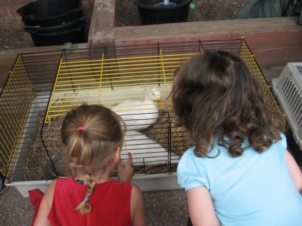 Acorn Farm entertains us all! Photo-5