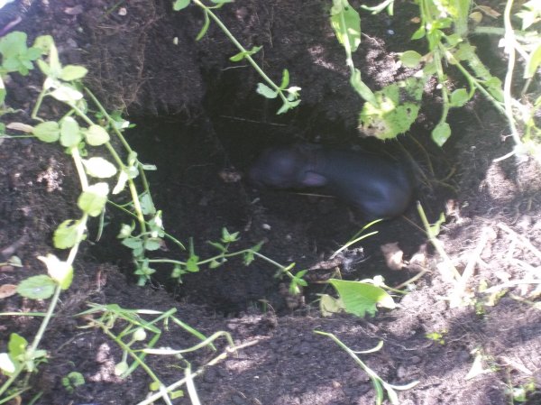 Gardening Club Photo-1