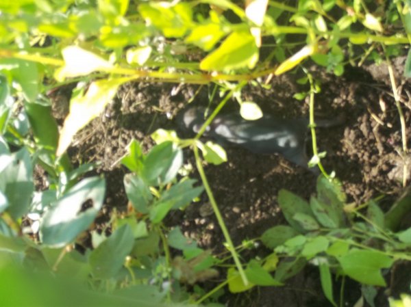 Gardening Club Photo-2