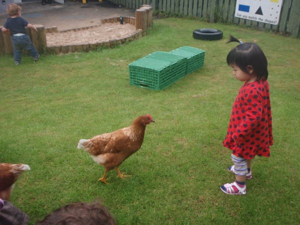 Summer Hens Photo-1