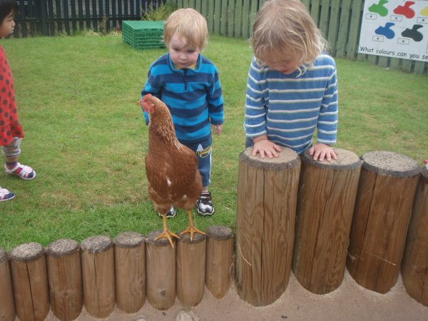 Summer Hens Photo-2