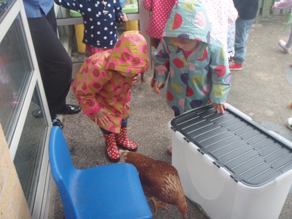 Summer Hens Photo-3