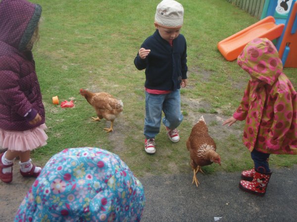 Summer Hens Photo-4