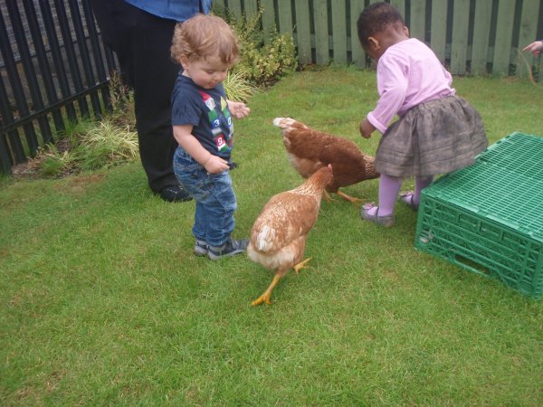 Summer Hens Photo-5
