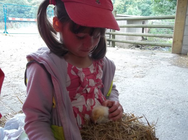 The Hive- Wild boar park Photo-2